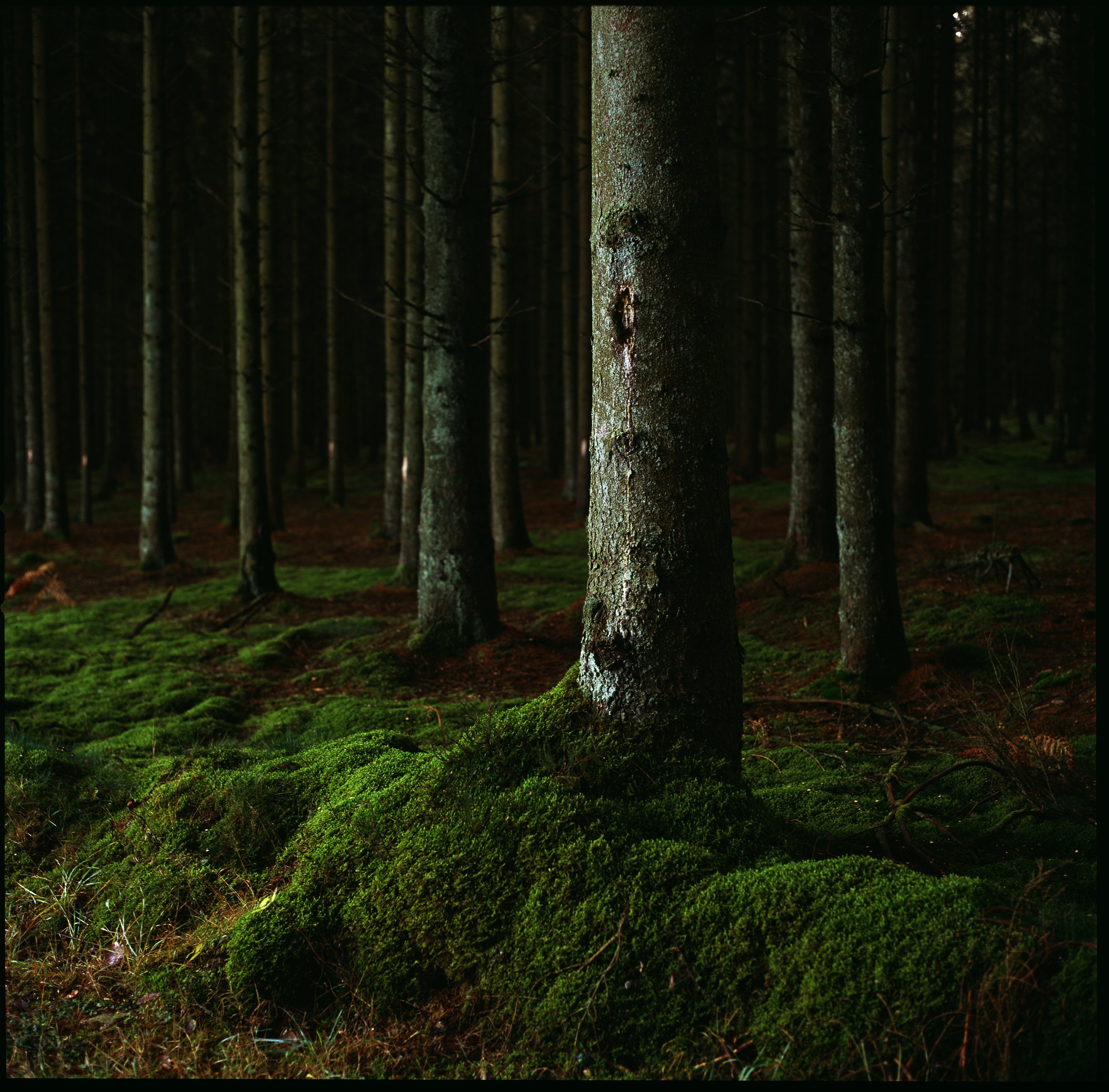 A,004 25x25cm 1 - Photographie de Forêts dévastées par André Soupart